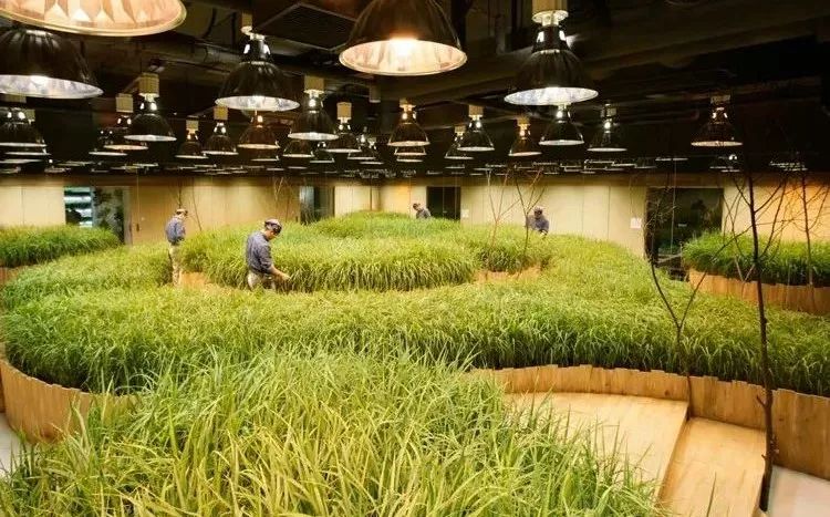 日本人把4000㎡「开心农场」搬进了写字楼里,偷菜和上班两不误!