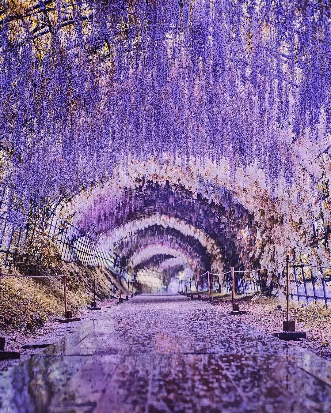 全球最美的鲜花隧道,每一条都美如梦境 | 至少要和喜欢的人牵手走一回