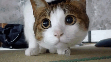 440_247gif 动态图 动图
